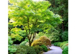Acer Palmatum dissectum Seiryu / Zöld szeldelt levelű Japán juhar